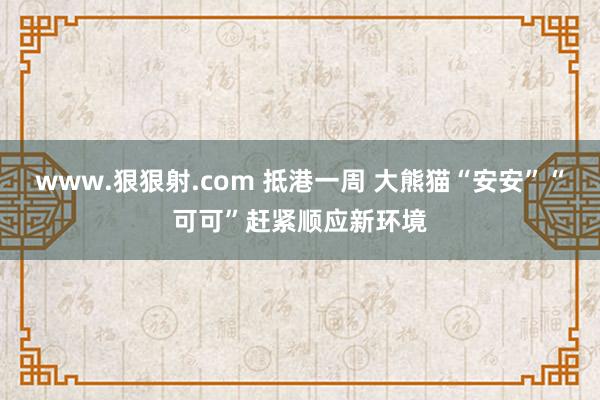 www.狠狠射.com 抵港一周 大熊猫“安安”“可可”赶紧顺应新环境